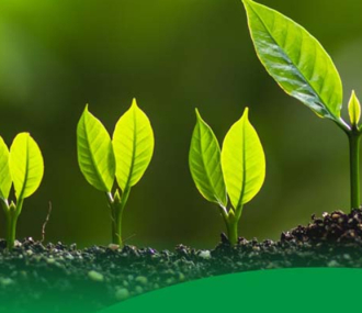 شركة Harmony Chemical لتسويق مواد النشارة القابلة للتحلل الحيوي، ودعم التنمية الخضراء في الزراعة