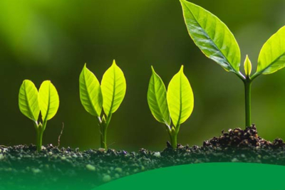 Harmony Chemical коммерциализирует биоразлагаемый мульчирующий материал, поддерживая «зеленое» развитие в сельском хозяйстве